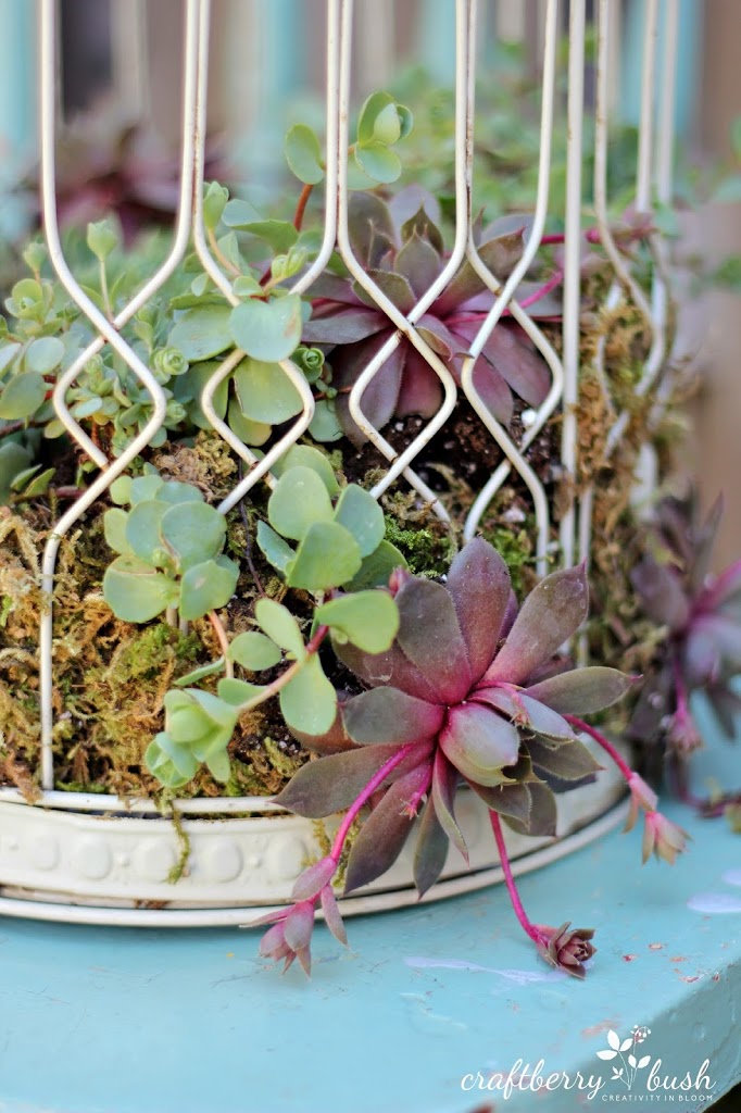 682px x 1024px - How to plant succulents in a birdcage