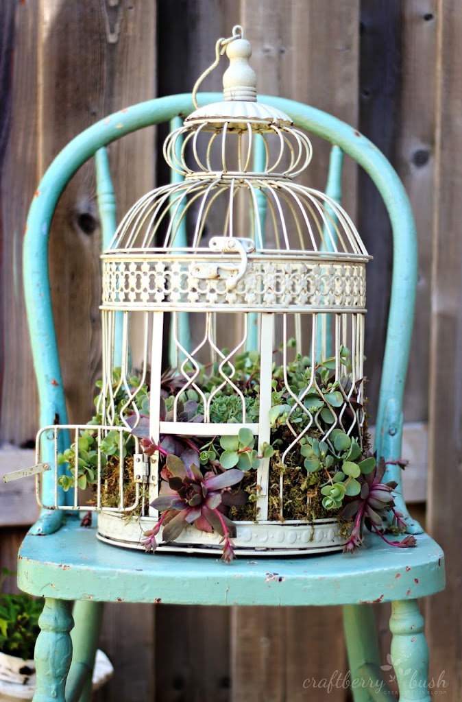 How to plant succulents in a birdcage