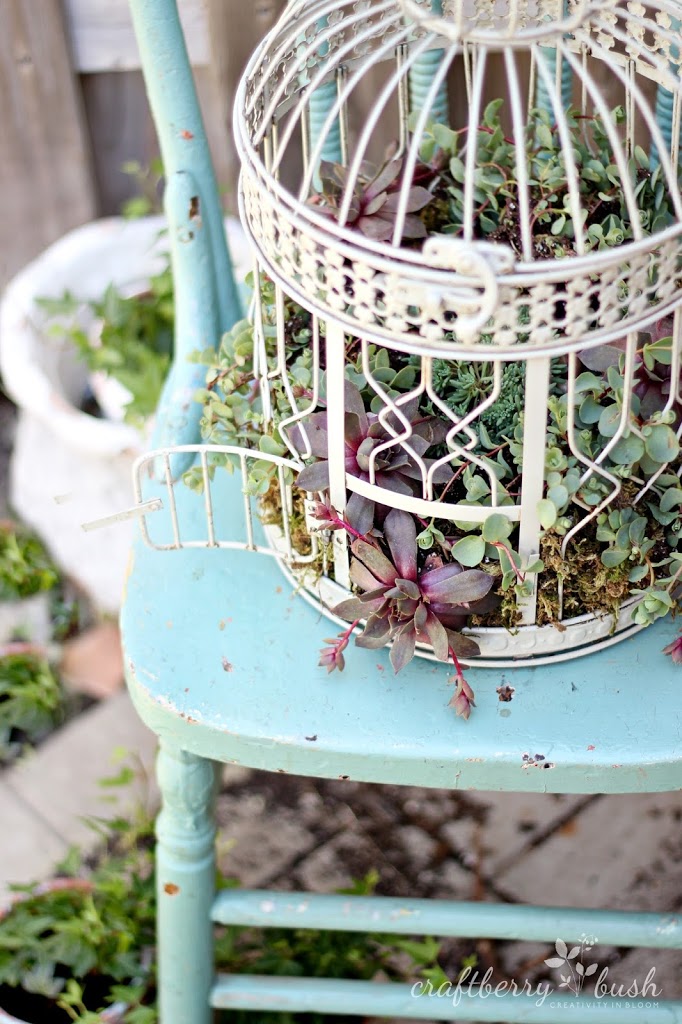 Ayur69 Com - How to plant succulents in a birdcage