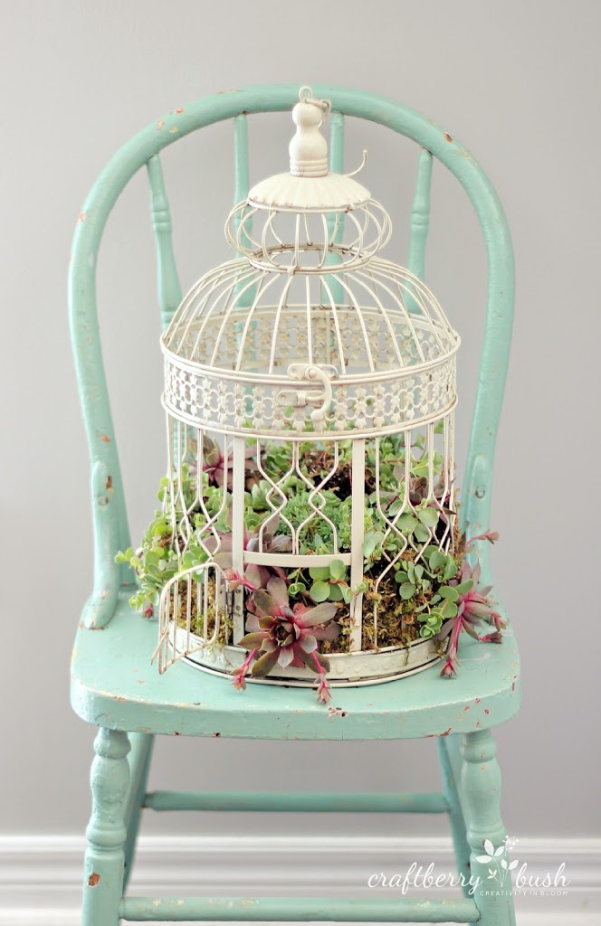 664px x 1024px - How to plant succulents in a birdcage
