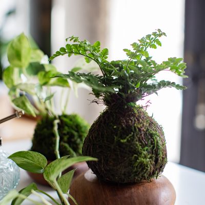 How to Make a Moss Ball Planter or Kokedama