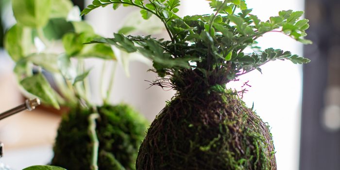 How to Make a Moss Ball Planter or Kokedama